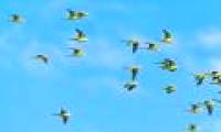 The reason birds don't crash into each other when flying