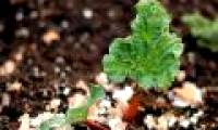 The reason for burying eggs in the soil of vegetables