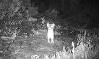 The reason New Zealand spent 300,000 USD to kill a mink