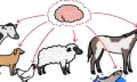 The reason that pets often have reduced brain