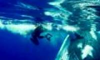 The reason the 23-ton whale uses the fins to protect, rescues the female diver from the shark