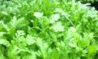 The reason you should regularly feed your family chrysanthemum in the winter