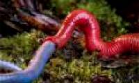 The red leech monster swallowed up the big worm in the blink of an eye