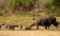 The rhinoceros drops a fission bomb, scaring the hyena