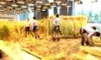The rice fields are ripe yellow in Japanese company office