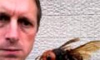 The rise of wasps