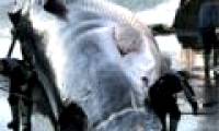 The risk of extinction of the gray back whale because of beer