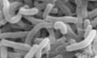 The risk of food poisoning increases because the ocean is warmer
