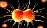 The risk of gonorrhea into drug-resistant disease