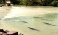 The river of death where crocodiles staggered their lives
