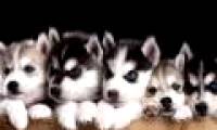 The rules to remember before you want to breed cats and dogs