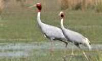 The Sarus Crane begins on Tram Chim National Park