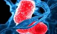 The scary truth about antibiotic-resistant bacteria