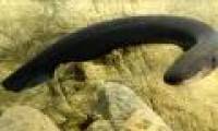 The scientist jolted when he caught the eel's shot