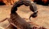 The scorpion causes the opponent to foam and cry until death