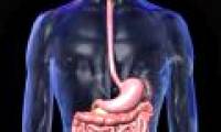 The second brain is in the stomach