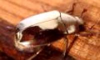 The secret behind the magical colors of Central American beetles