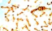 The secret of ant's healing ability