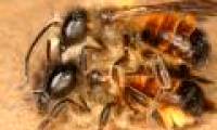 The secret of bees