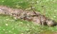 The secret of hunting crocodiles