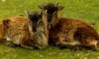 The secret of sheep breeds is getting smaller and smaller