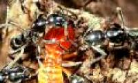 The secret of the giant ant species has the ability to cure wounds for fellow humans