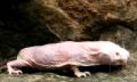 The secret of the longest living species of the planet