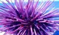 The secret of the sea urchin's sharp teeth