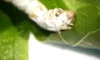 The secret to the silkworm's healthy stomach