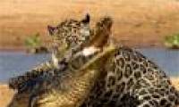 The series of brocade leopard hunting South American crocodiles