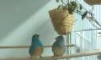 The sexy tap-dance of the blue bird