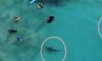 The shark is engrossed in hunting at the feet of Australian students