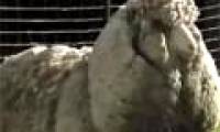 The sheep has a half-meter thick coat