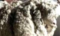 The sheep has the heaviest fur in the world