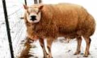 The sheep is particularly both sheep and dog-like