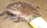 The shocking images of the consequences of plastic waste, environmental pollution with the natural world