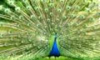 The showy tail is not to attract mates
