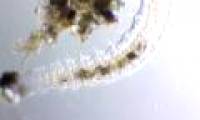 The sight of worms eating algae magnifies 250 times