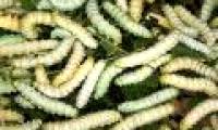 The silkworm transforms the gene that is highly durable