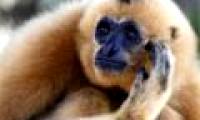 The single primate married for fear of the child was