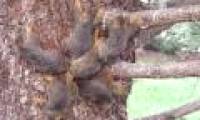 The six squirrels were tied together, identical to the Mouse King in human history
