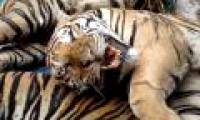 The sixth great extinction of the Earth has begun