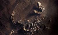 The 'sixth mass extinction event' has begun, worse than forecast