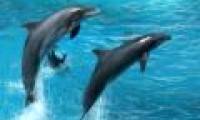 The sixth sense of dolphins