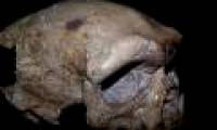 The skull found in China can rewrite human history