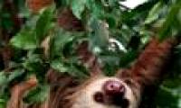 The sloths but diligent