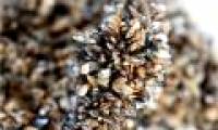 The small but destructive striped striped mussel species