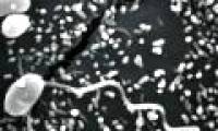 The small fungus reproduces sexually when it infects the host