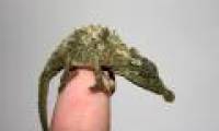 The smaller the chameleon, the stronger the tongue releases