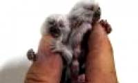 The smallest monkeys in the world